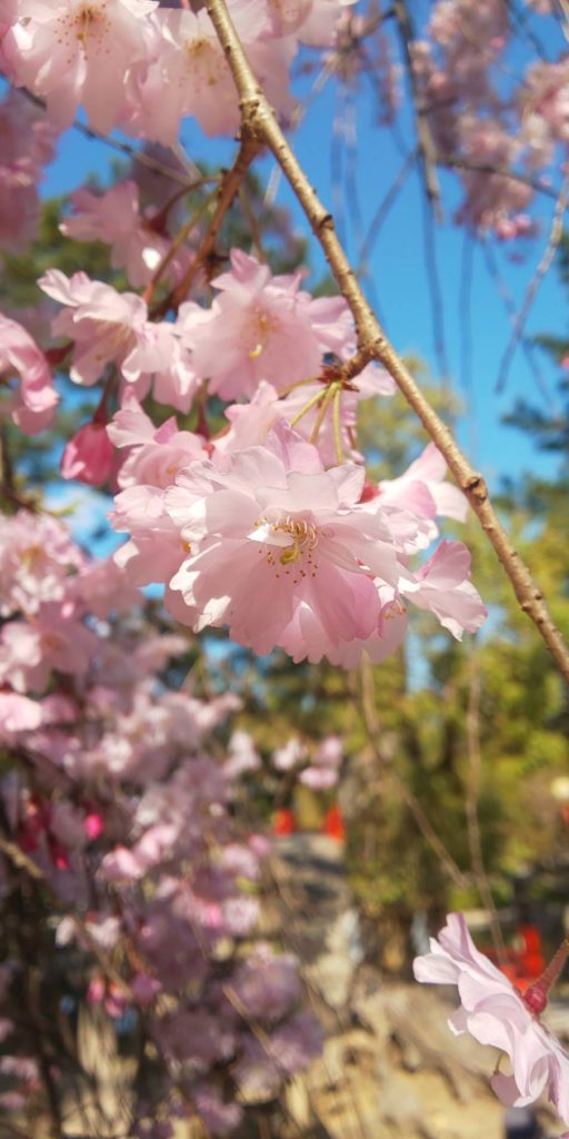 住吉公園　桜