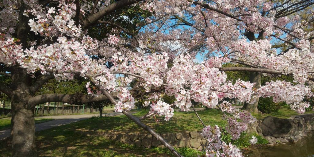 住吉公園　桜