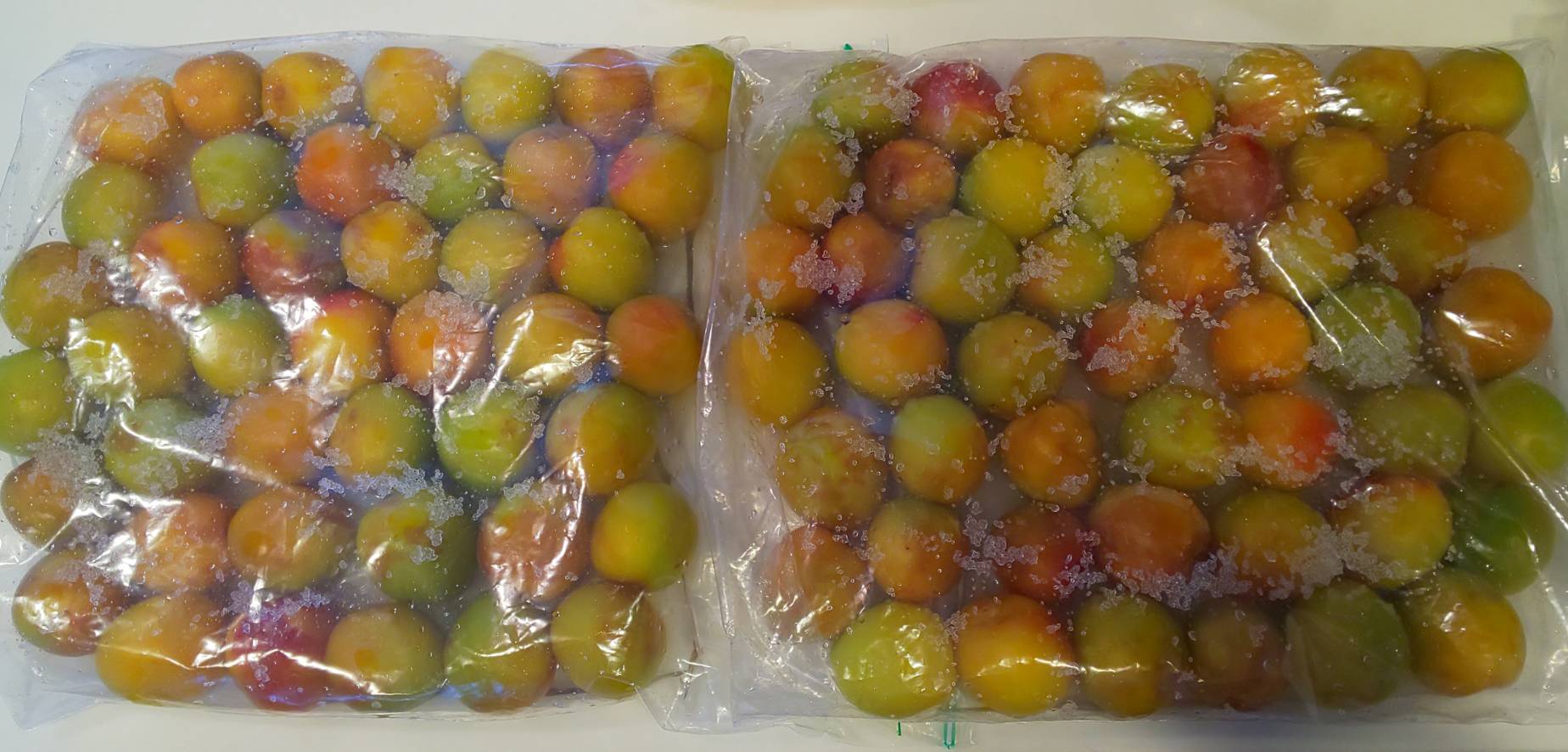 瓶干し梅干し作りに挑戦 平澤歯科