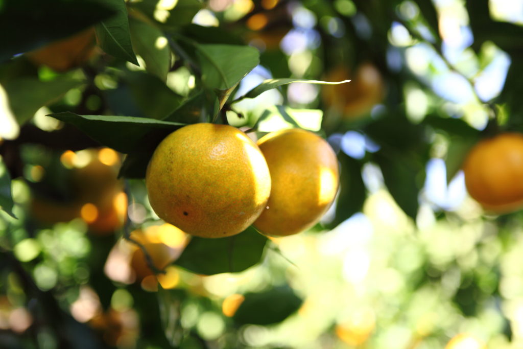 MiMC ONE「ハーブトゥースジェル」日本の柑橘のルーツである橘（たちばな）が鍵に