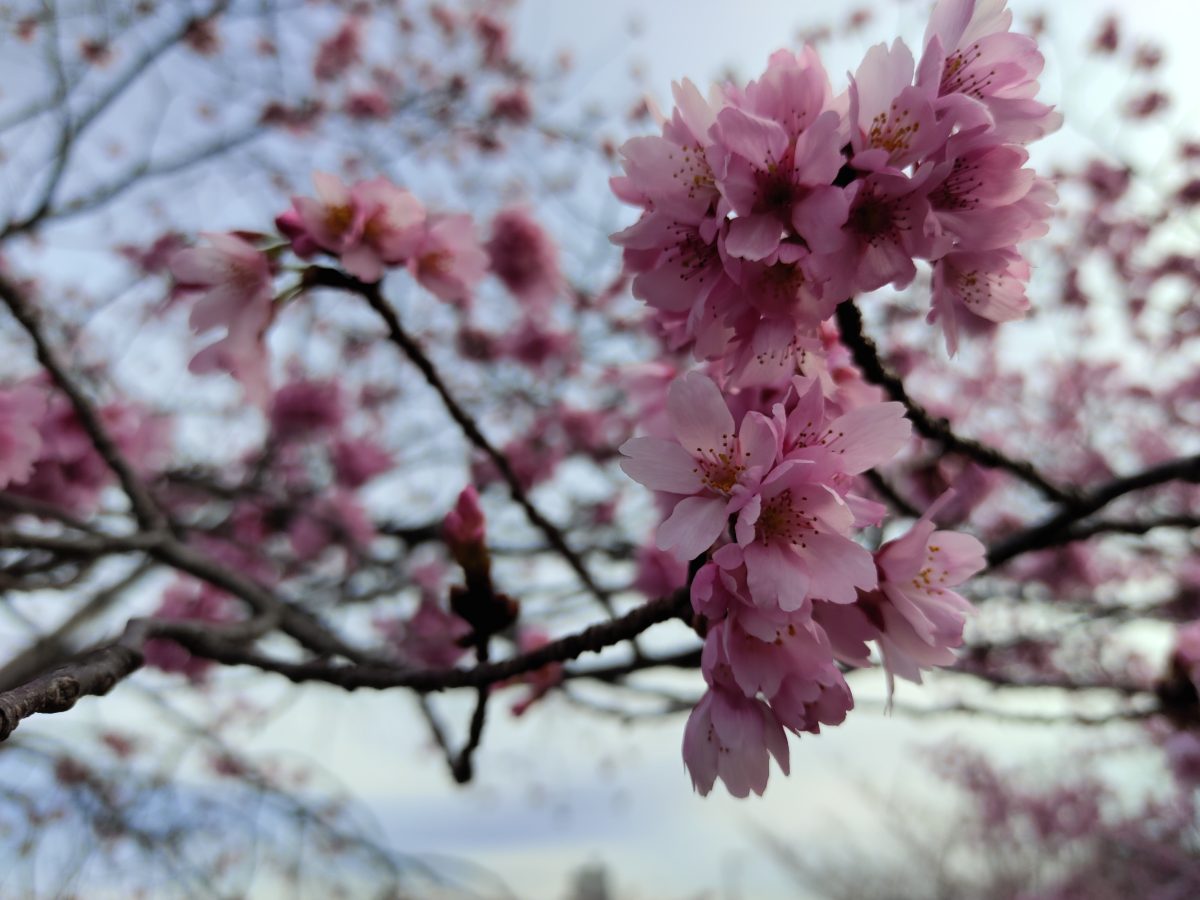 花曇りの春を集めに行ってきました。2022年3月27日（日）大阪府下、28日（月）奈良県、そして29日（火）の住吉大社と住吉公園の桜レポート！
