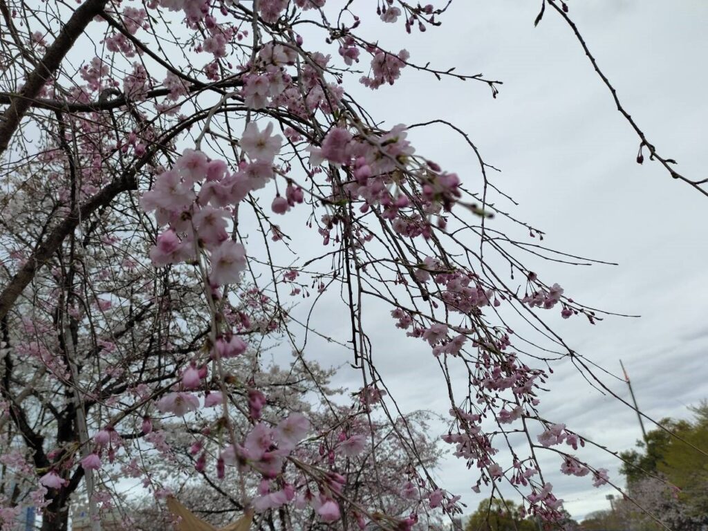 2023年3月24日 大阪市天王寺区　てんしばの桜