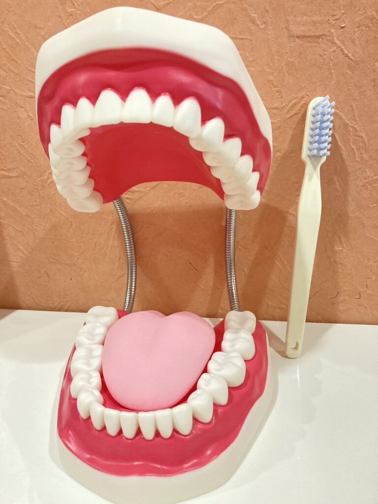 歯とハブラシの模型を使って歯の磨き方の練習をしました。