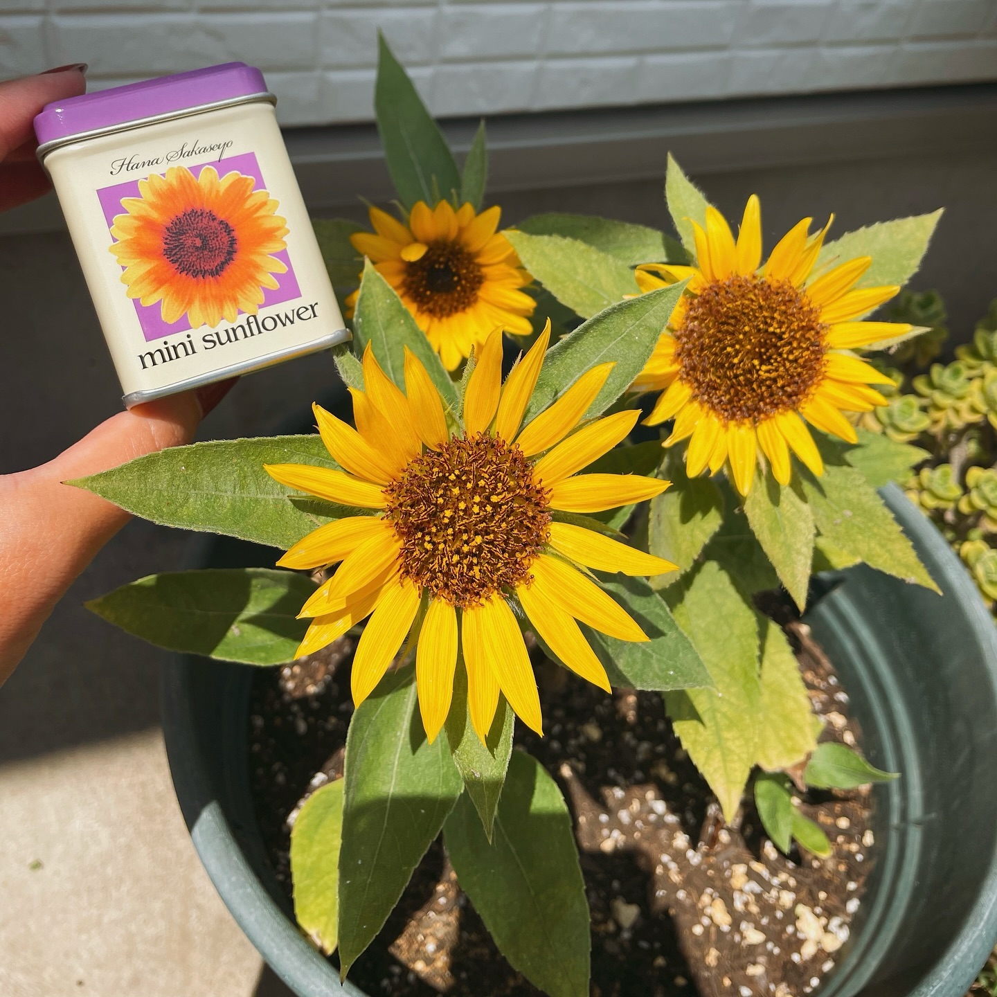 Instagramからのお知らせ⭐