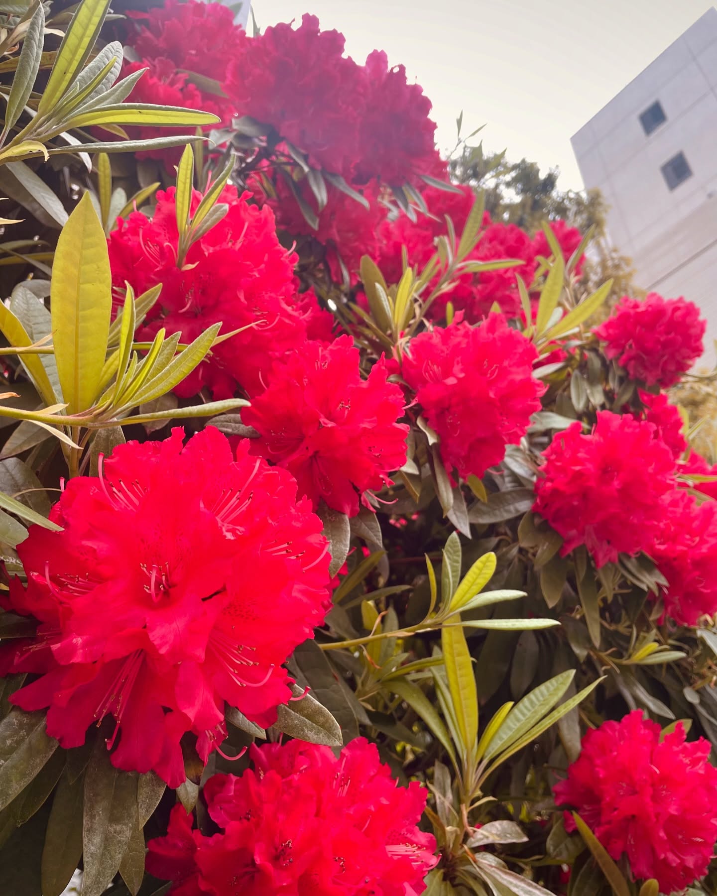 Instagramからのおしらせ⭐